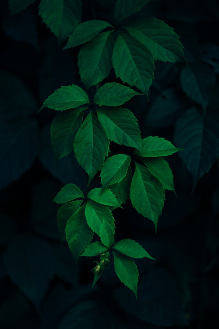 Dark