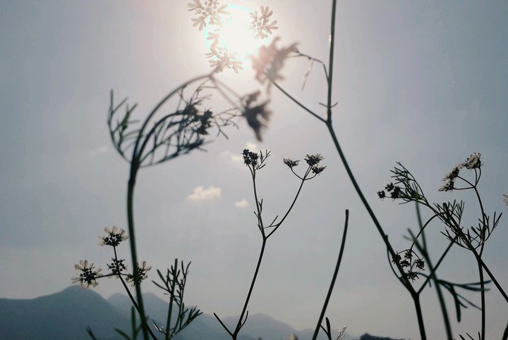 The Gentle Breeze!