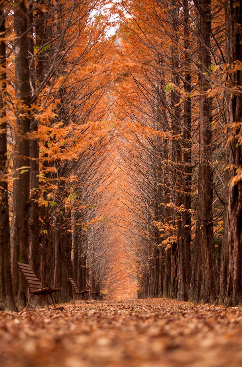 Tree Lined Street
