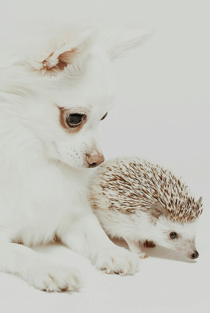 Beste Freunde 