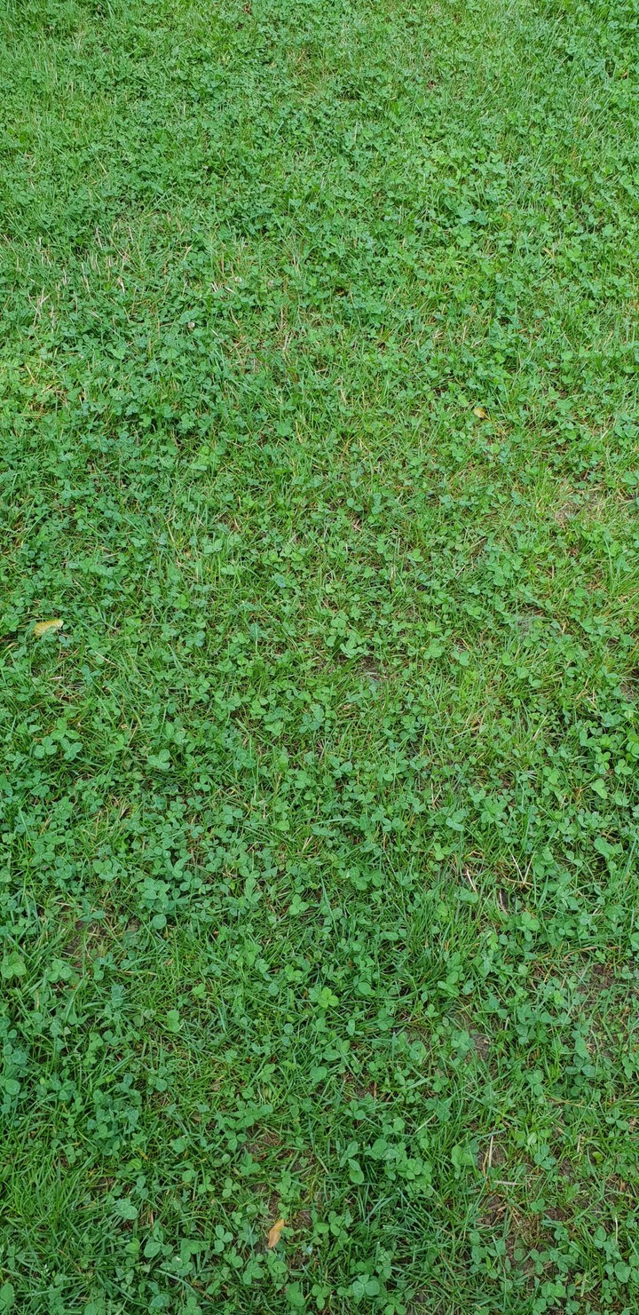 Green flor