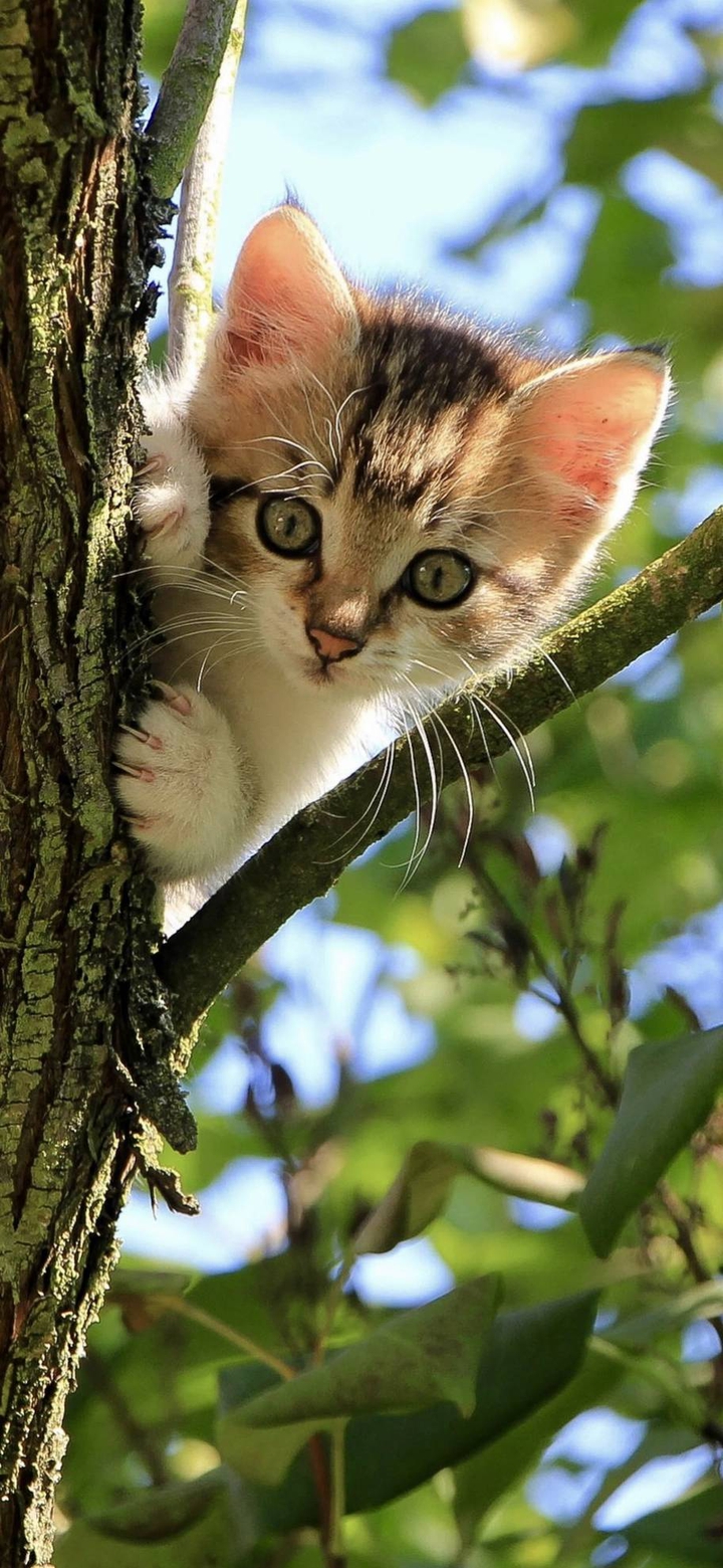 mine