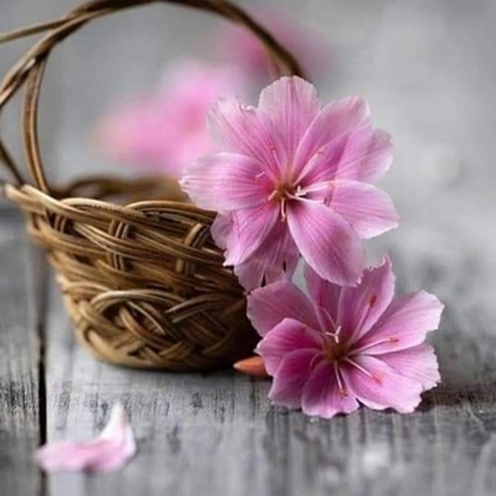 Vari fiori