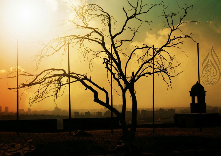 the Dry tree
