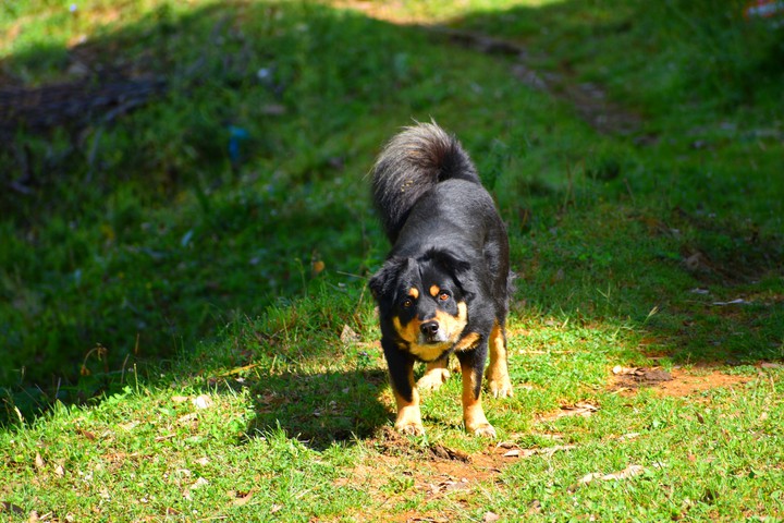 #Dog