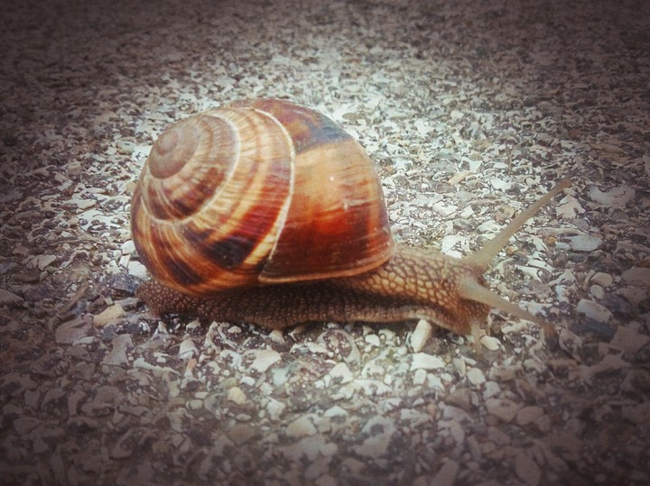 snail
