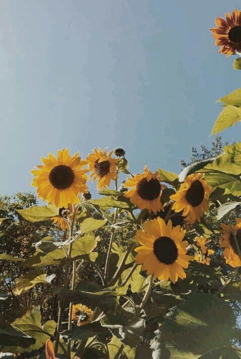sunflowers