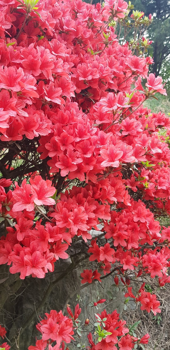 spring