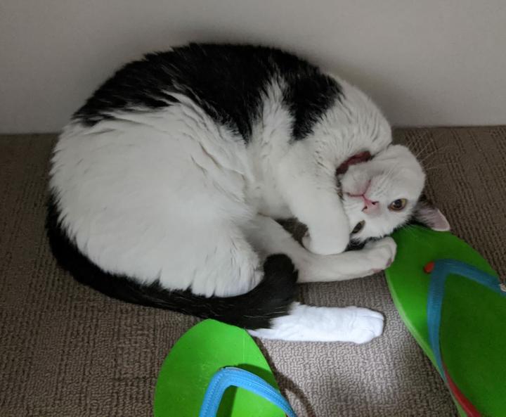 playing with Mr flip flop