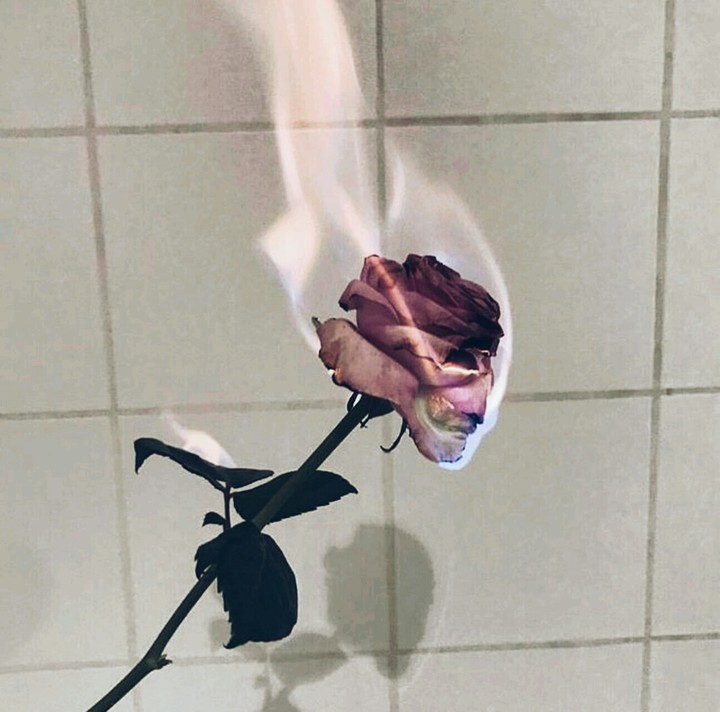 палающая роза