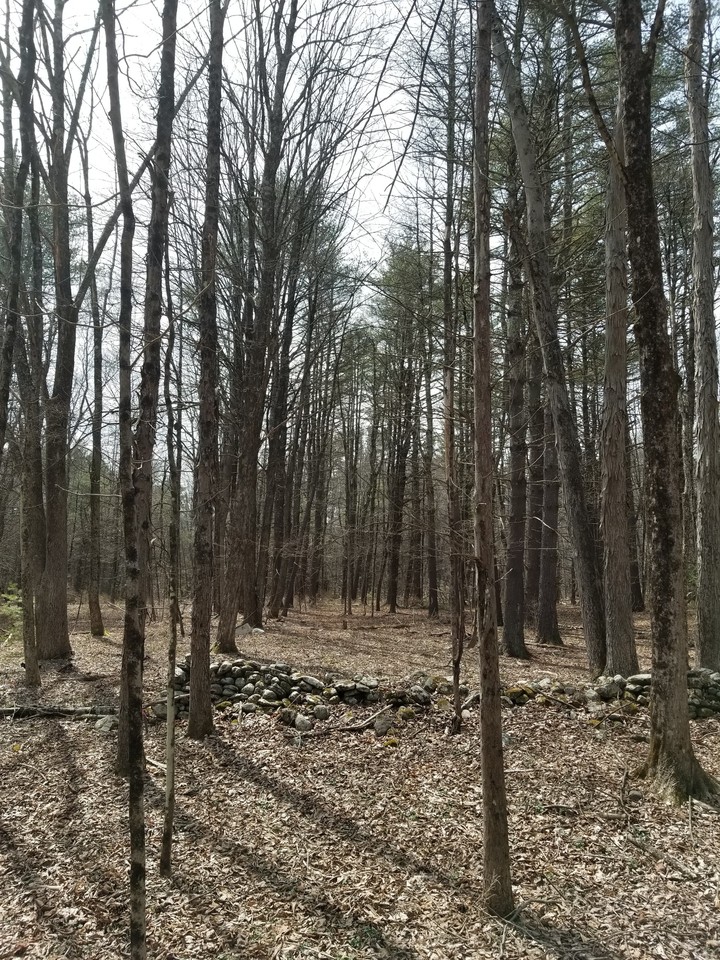 Woodland therapy