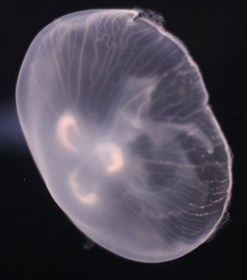 тапети invertebrate, bioluminescence
