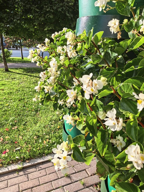 тапети flower, Yellow