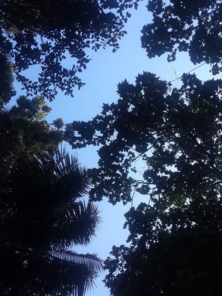 trees and sky