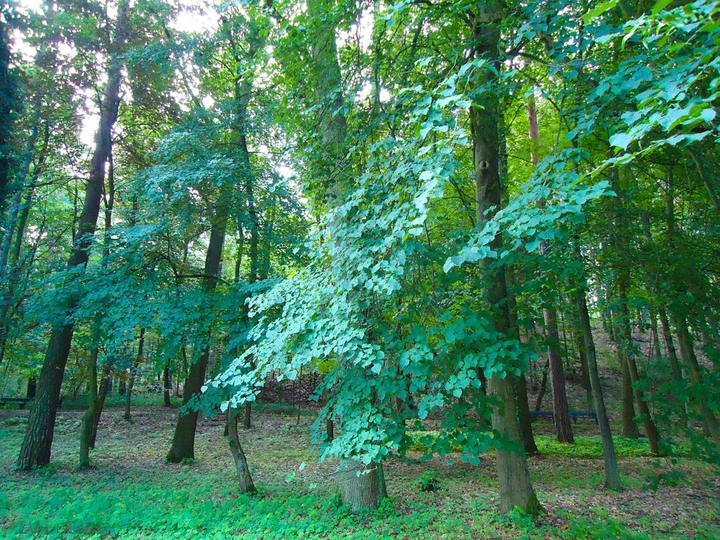 trees