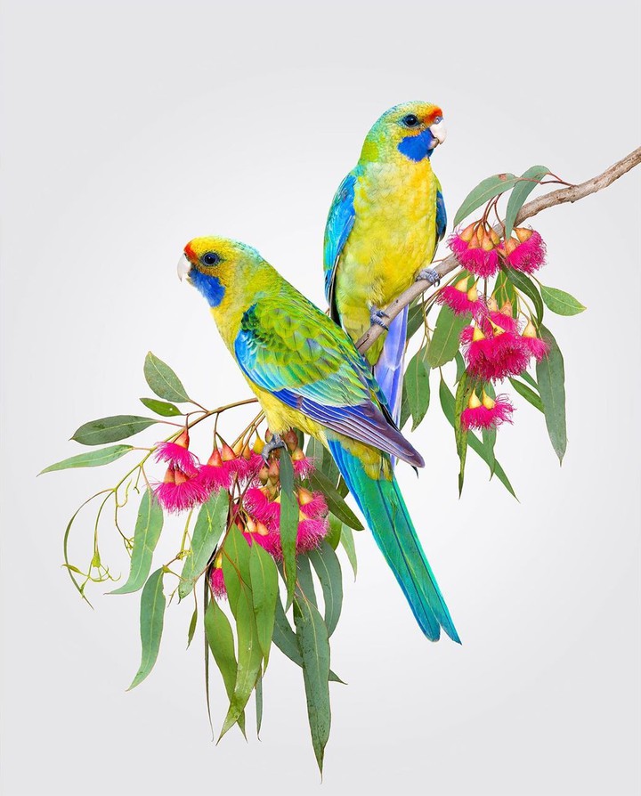 Yellow rosella