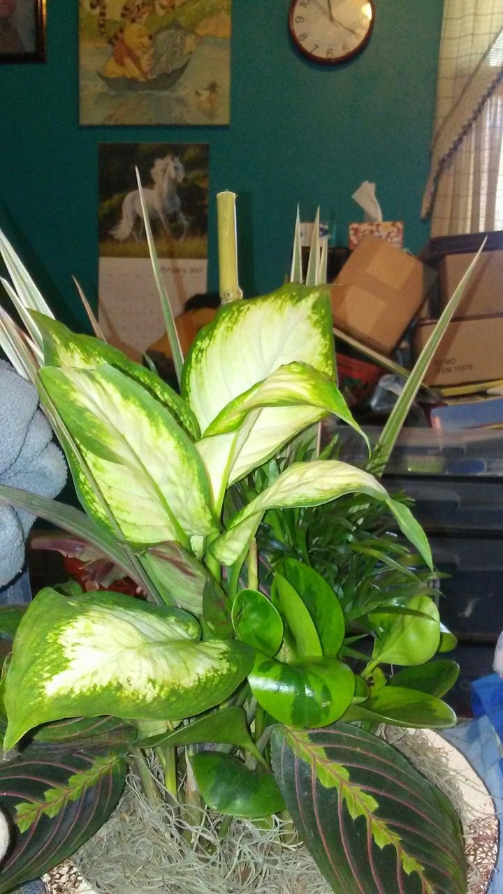 This a plant my aunt sent me and my cousin and his wife.