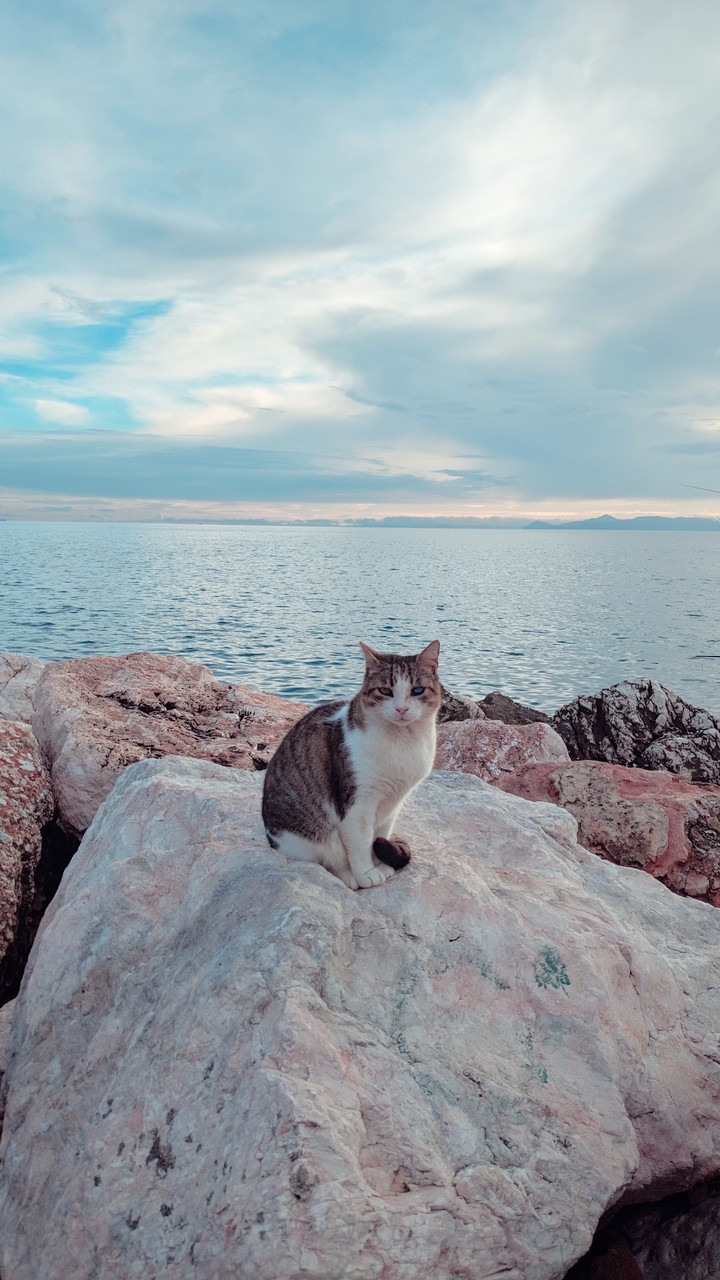 cat chilling staring at the ?