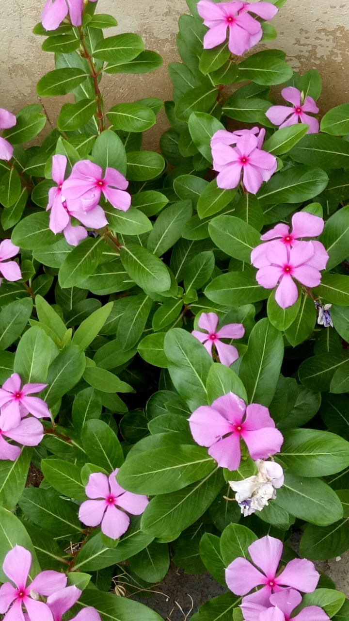 Madagascar periwinkle