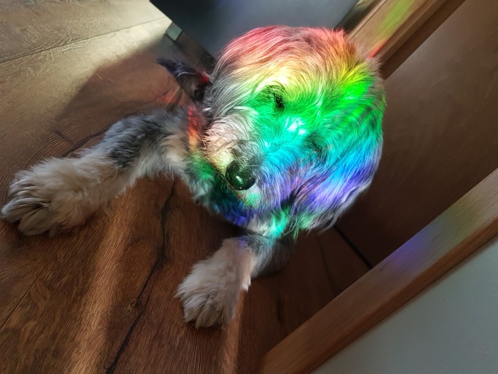 gay dog thb