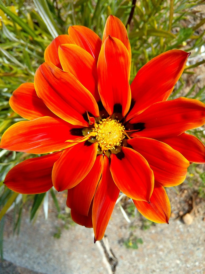 Bright red fire flower