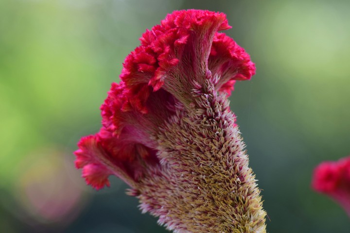 Beautiful Flower