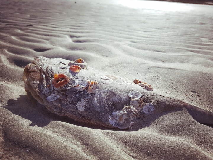 Shell fish