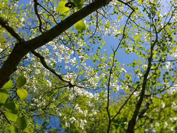 A Spring Day