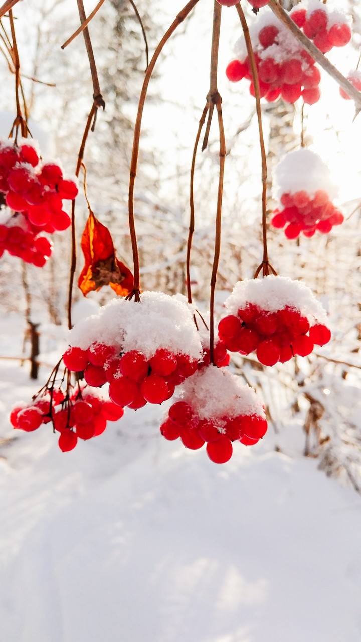 christmas berries