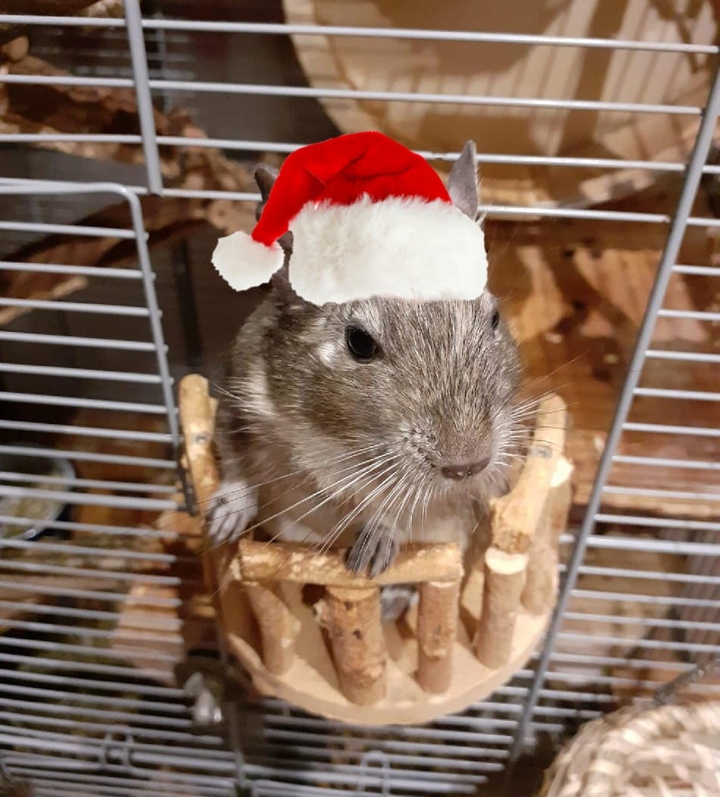 Christmas