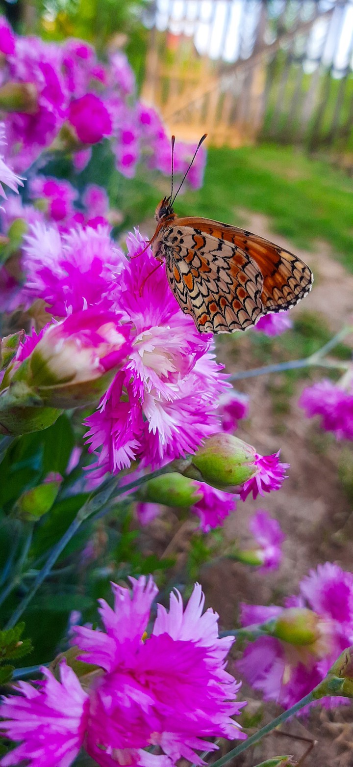 ~nature finds always a way to inspire us~