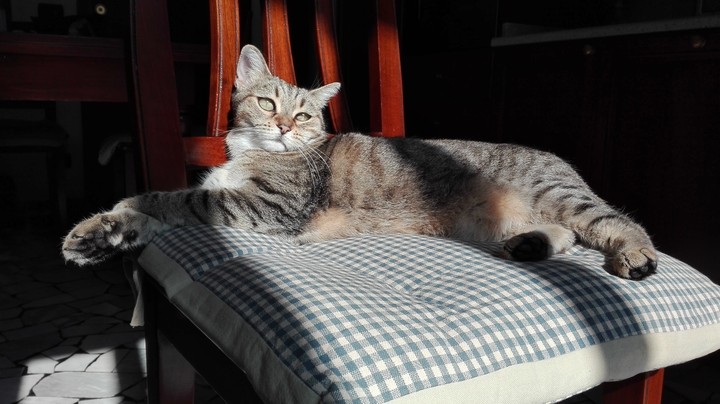relaxing cat