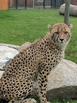 cheetah