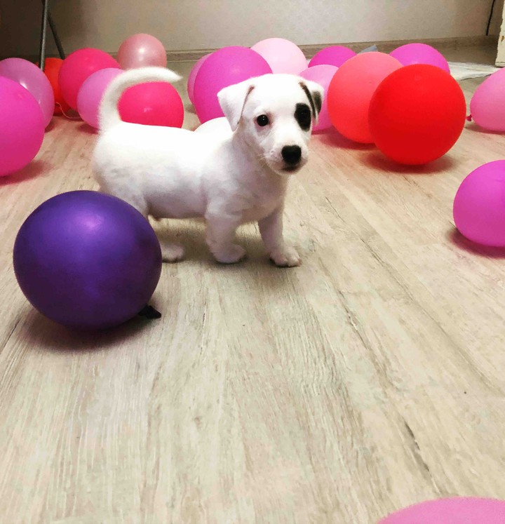 puppy