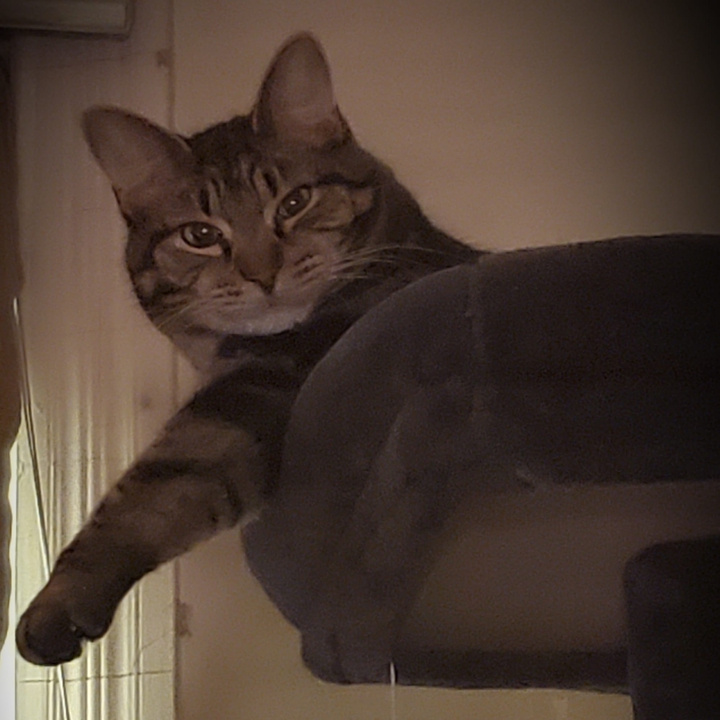 Mr Rocky