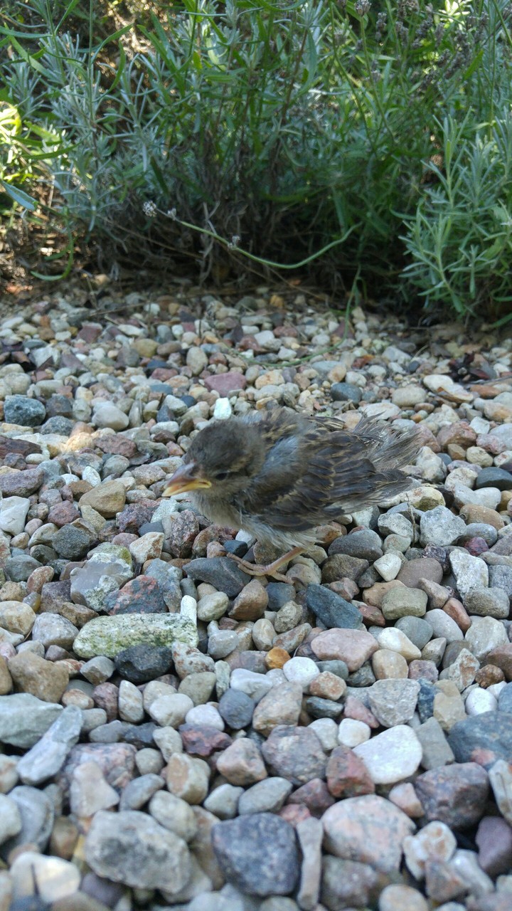 sparrow