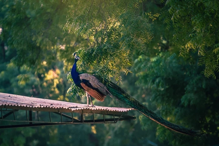 peacock nature
