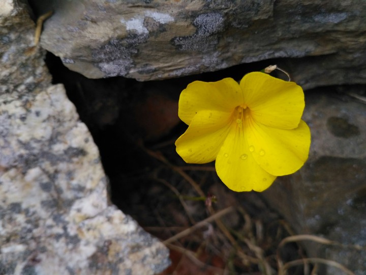 Nature