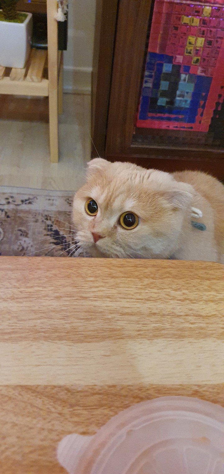 멍청이