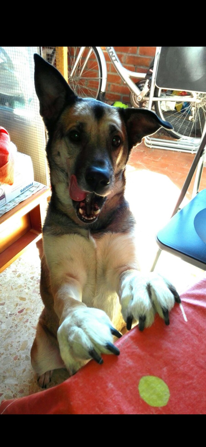 Odie