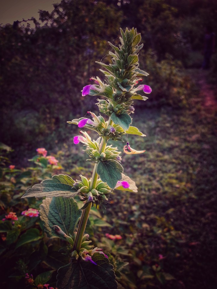 flower...