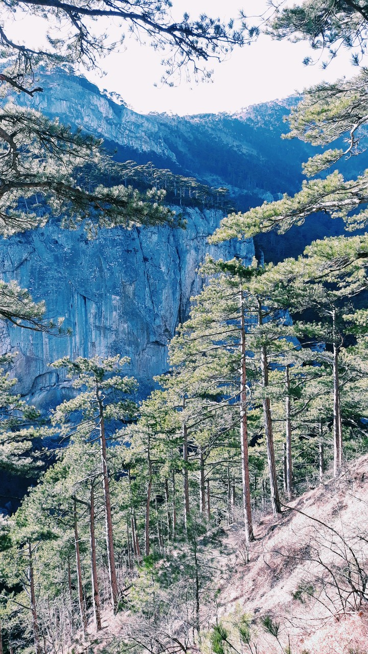 Forest in Doloss