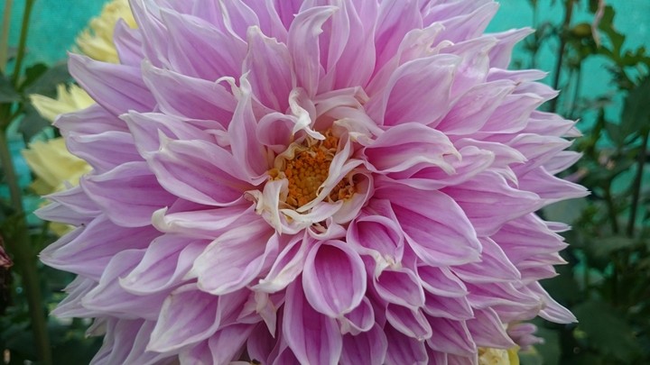 fire flower