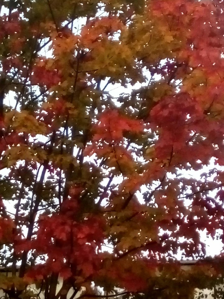 tree