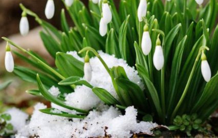 Spring