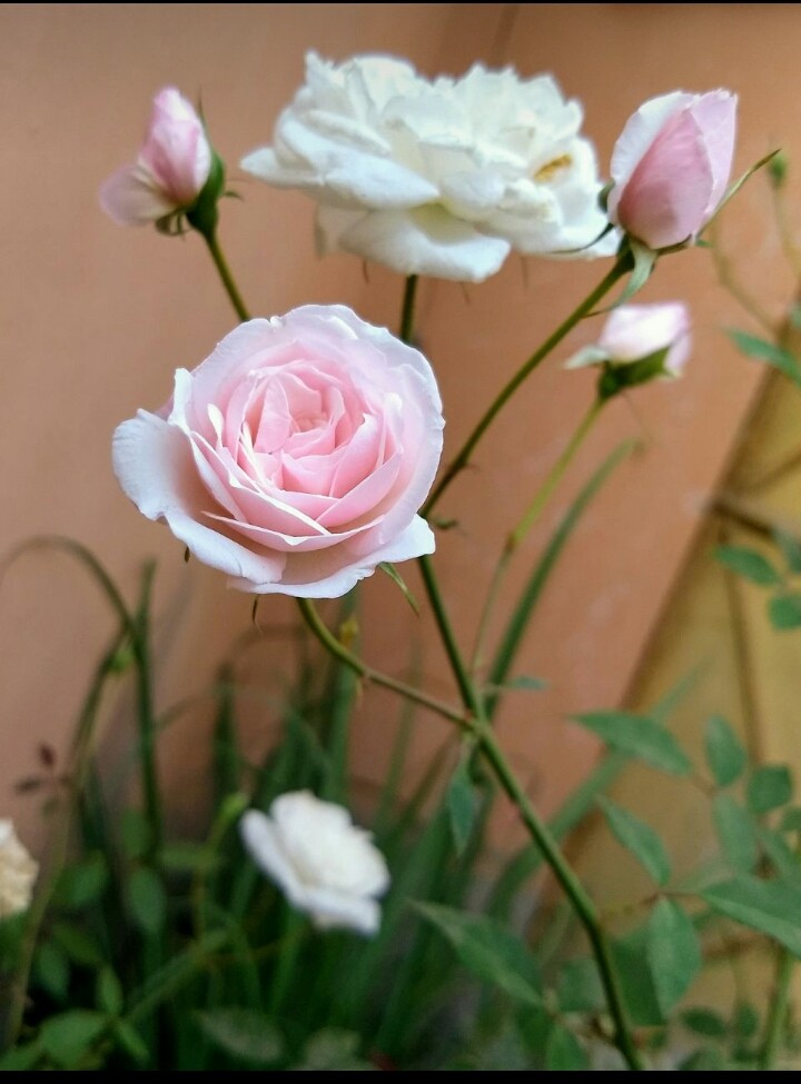 rose