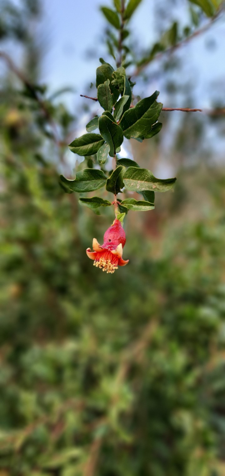pomegranate