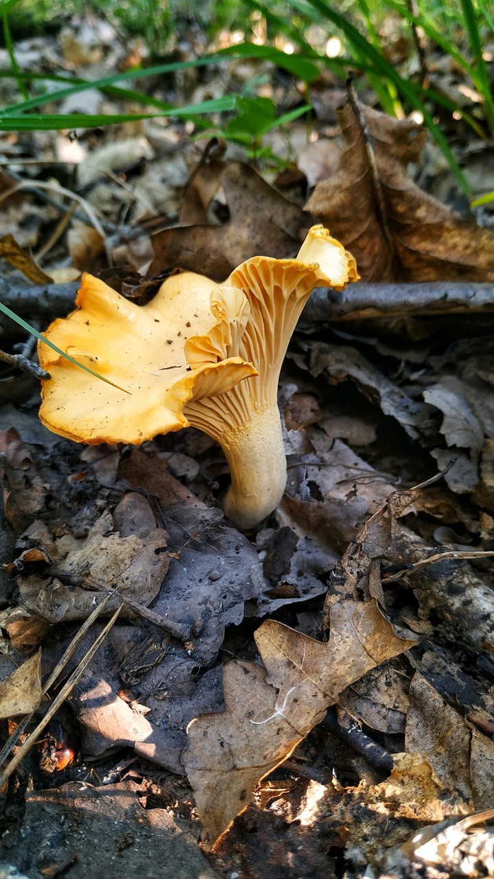mushroom