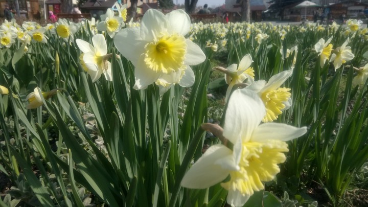 Narcissus