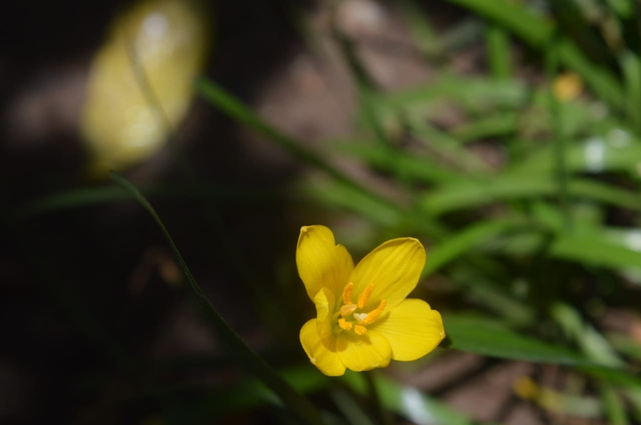beaitiful yellow